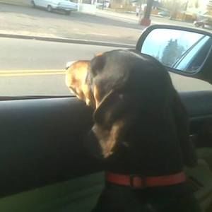 Meet your Posher, Robin